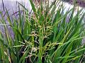 Manchurian Wild Rice