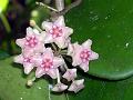 Mangrove Wax Plant