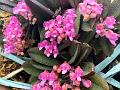 Manipur Reed-Orchid