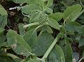 Many Stamen Horse Purslane