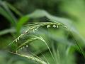 Many-Branched Muraina Grass