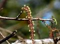 Many-Fruited Trevia
