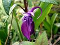 Maroon Meghalaya Balsam