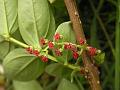 Masuri Berry
