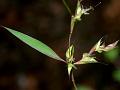 Mauritian Grass