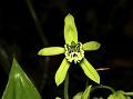 Mayer's Coelogyne