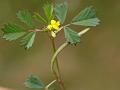 Medick
