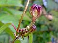 Medium Ceropegia