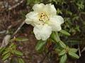 Megera Rhododendron