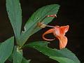 Meghalaya Balsam