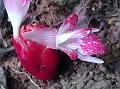 Mizoram Ginger