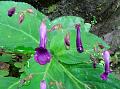 Mizoram Stone Flower