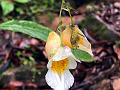 Mollusc Balsam