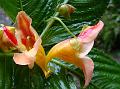 Mountain Balsam