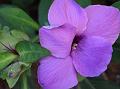 Mountain Bush-Violet