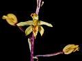 Mountain Pauper Orchid