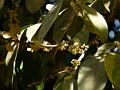 Mountain Sweet Thorn