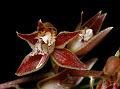 Multiflowered Macradenia