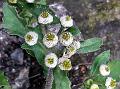 Mum-Leaf Buttonhead
