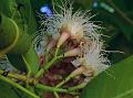 Mundagam Waterberry