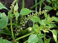 Musk Basil