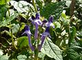Mussoorie Skullcap