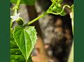 Mysore Cucamelon