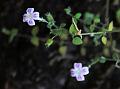 Mysore Starviolet