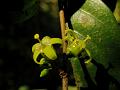 Narrow Leaved Canthium