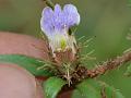 Narrow-Leaf Blepharis
