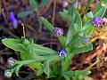 Narrow-Leaf Epaltes