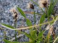 Narrow-Leaf Himalayan Sedge