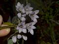 Narrow-Leaf Sausage Vine