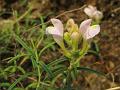 Narrow-Leaved Skullcap