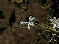 Narrow-Petal Bush-Violet
