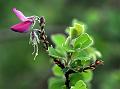 Narrow-Pod Pea-Shrub
