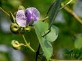 Narrow-Pod Wild Pea