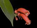 Narrow-Sepal Blushwort