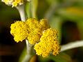 Narrowleaf Golden Cudweed