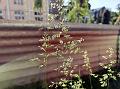 Narrowleaf Meadow-Grass