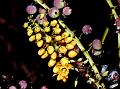 Nepal Barberry