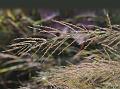 Nepal Reedgrass