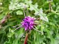 Nepal Saw-wort