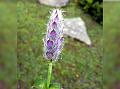 Nerved Catmint