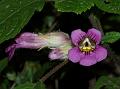 Nettle Leaved Chirita