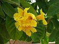 Nile Tulip Tree
