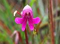 Nilgiri Balsam