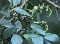 Nilgiri Chestnut Vine