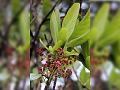 Nilgiri Daphne-Leaf
