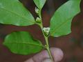 Nilgiri Ebony